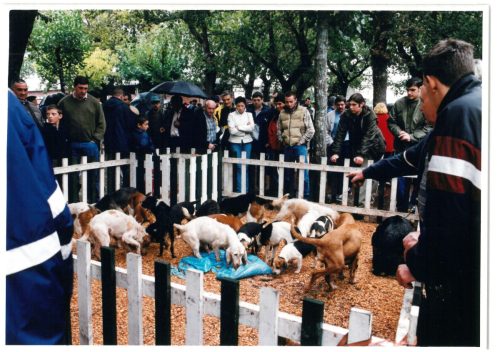 2000 Cans de caza 13