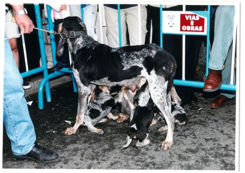 2000 Cans de caza 35