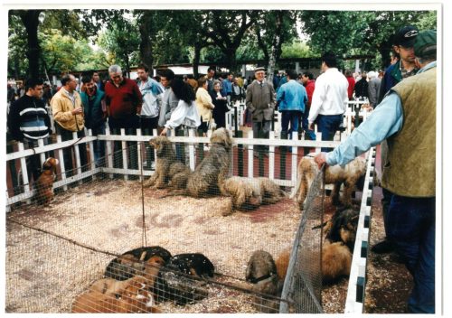 2000 Cans de caza 39