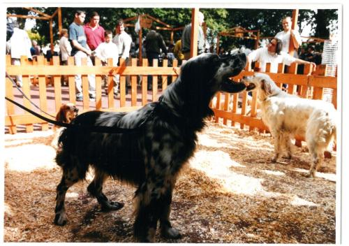 2000 Cans de caza 44