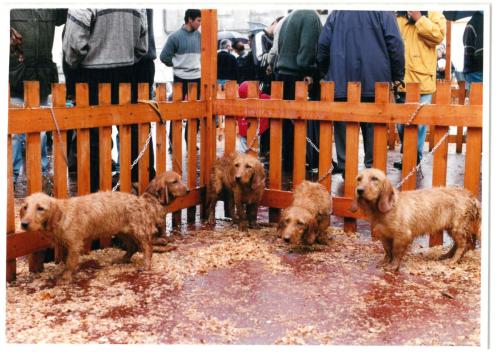 2000 Cans de caza 47